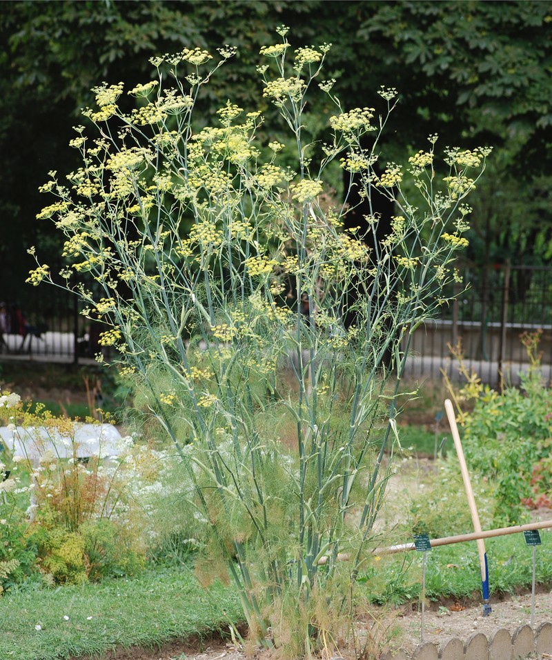 Sweet Fennel