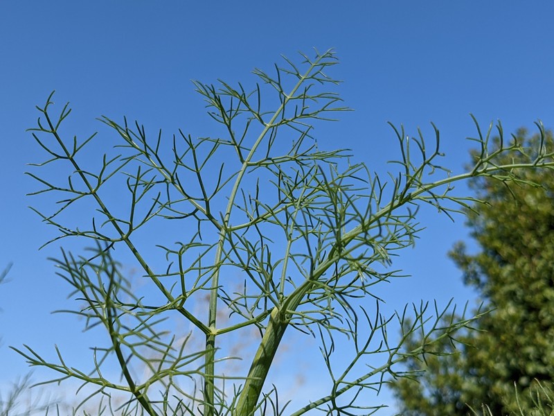 Sweet Fennel photo 2