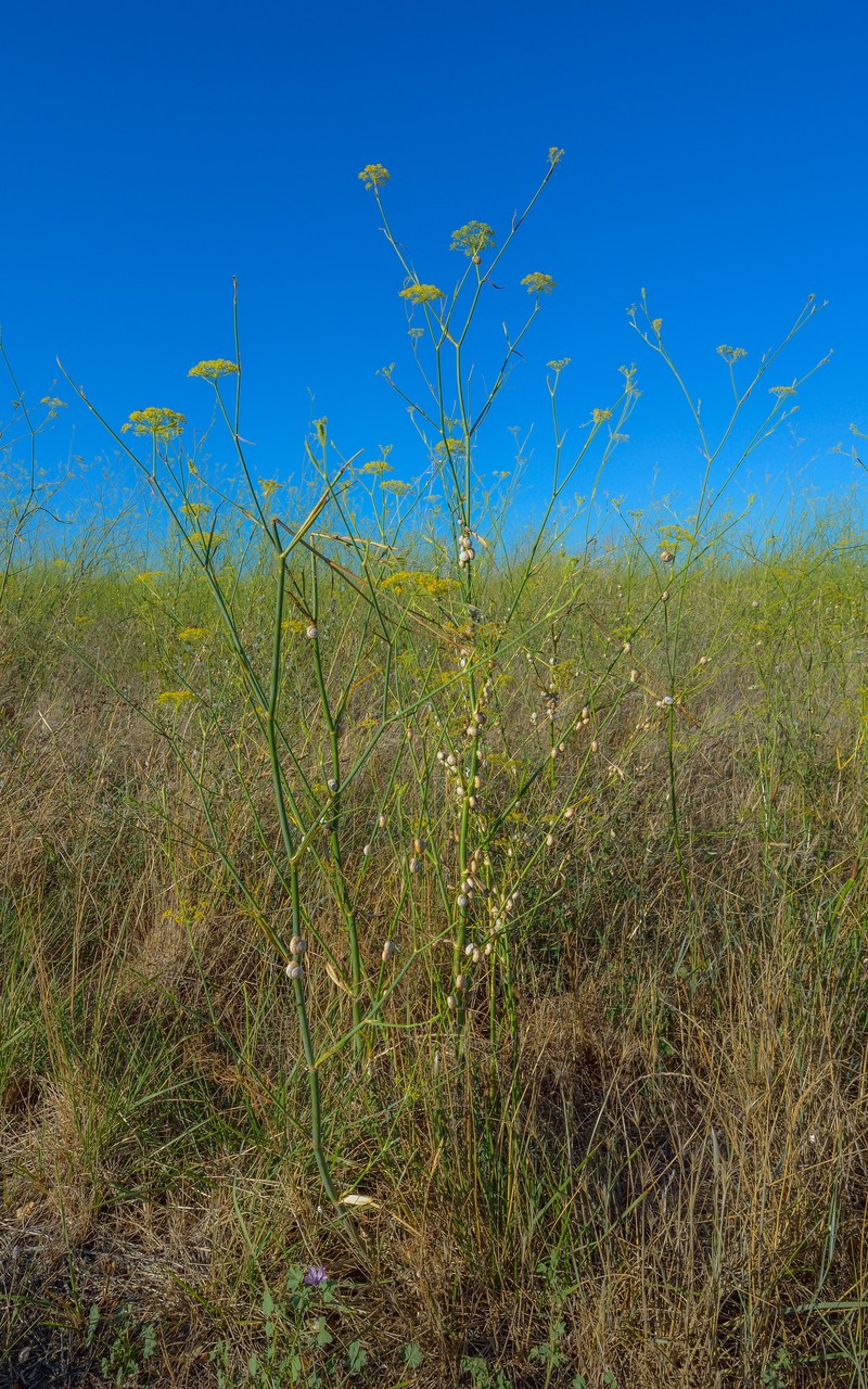 Sweet Fennel photo 3