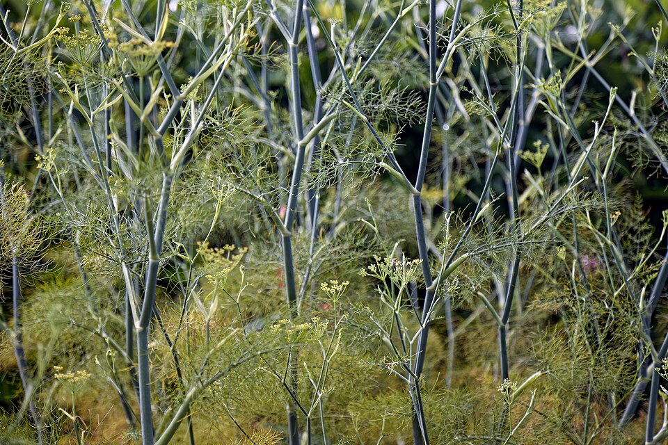 Sweet Fennel photo 4