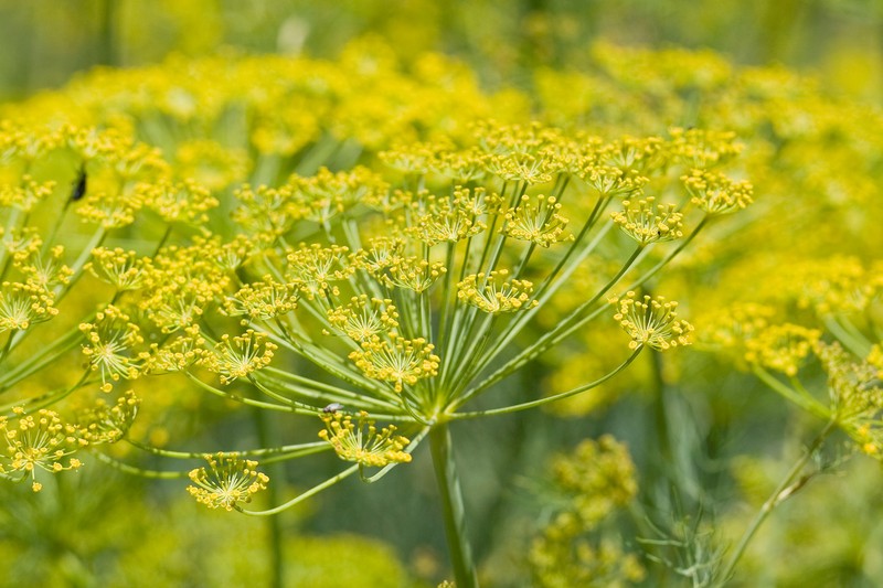 Sweet Fennel photo 6