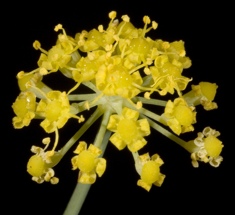 Sweet Fennel photo 7