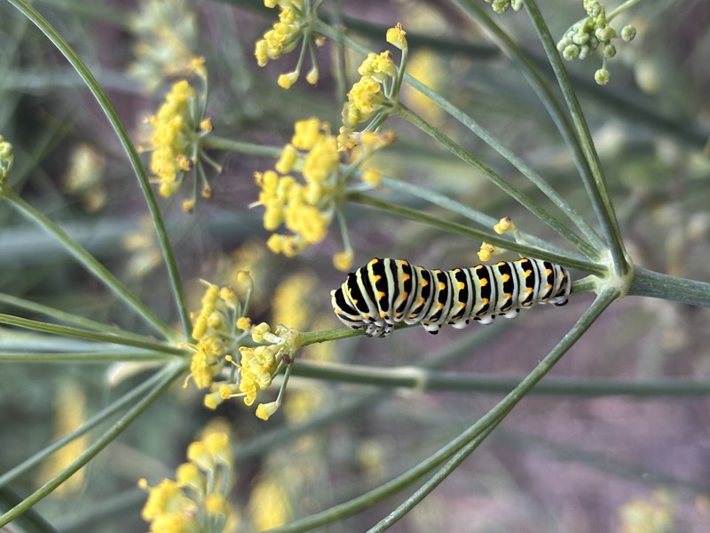 Sweet Fennel photo 8