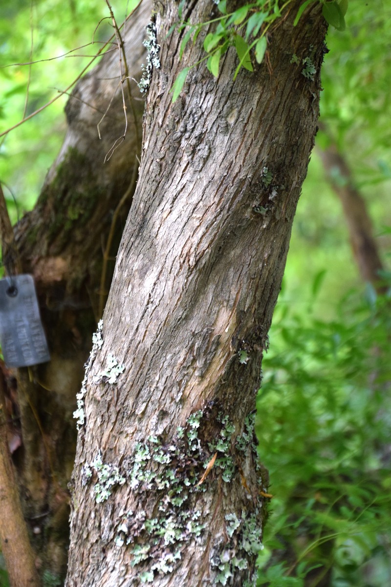 Syrian-Privet photo 2