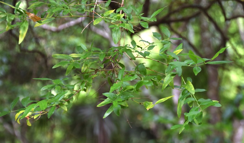 Syrian-Privet photo 3