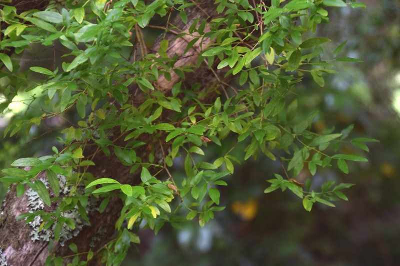 Syrian-Privet photo 4