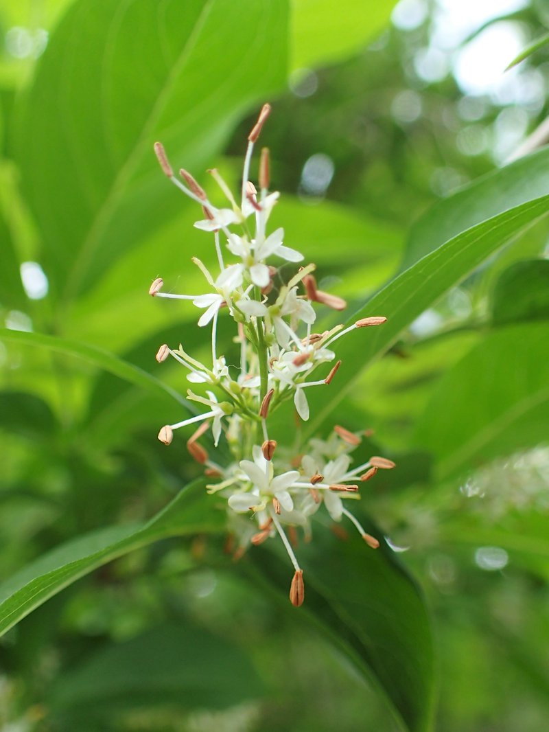 Syrian-Privet photo 5