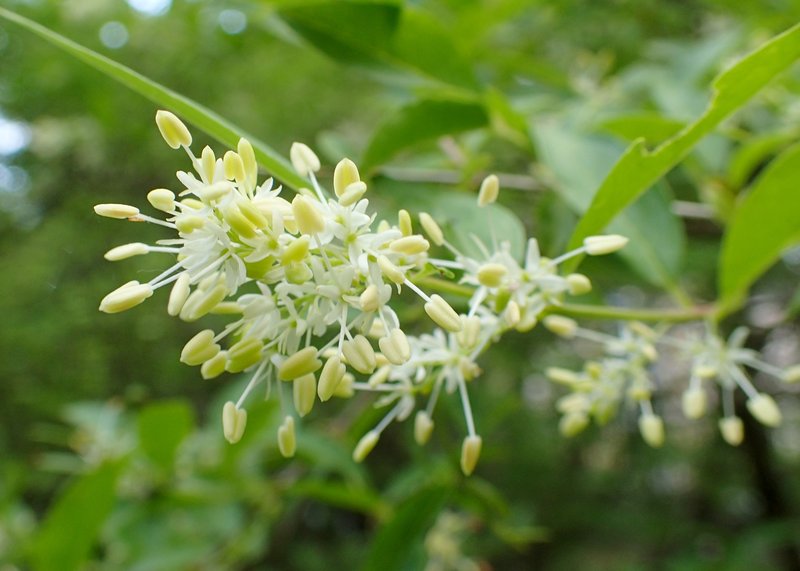 Syrian-Privet photo 6