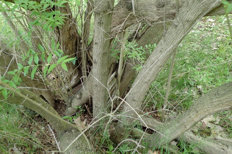 Syrian-Privet photo 7