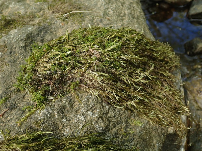 Antifever Fontinalis Moss