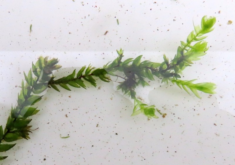 Antifever Fontinalis Moss photo 2