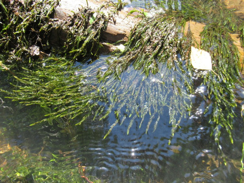 Antifever Fontinalis Moss photo 3