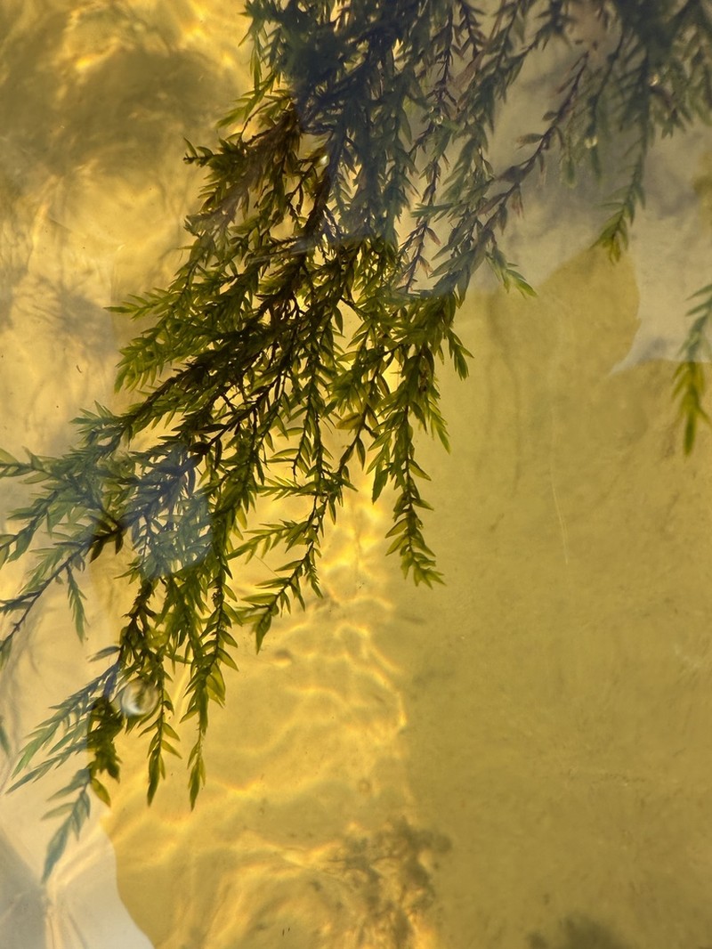 Antifever Fontinalis Moss photo 4