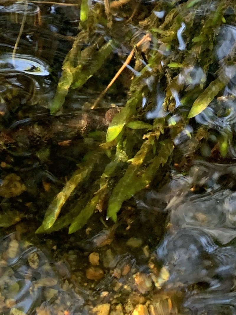 Antifever Fontinalis Moss photo 5