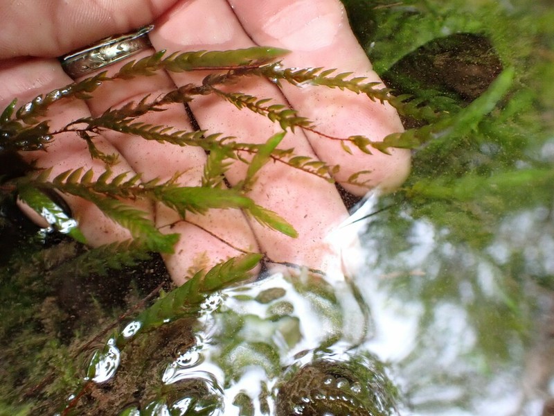 Antifever Fontinalis Moss photo 6