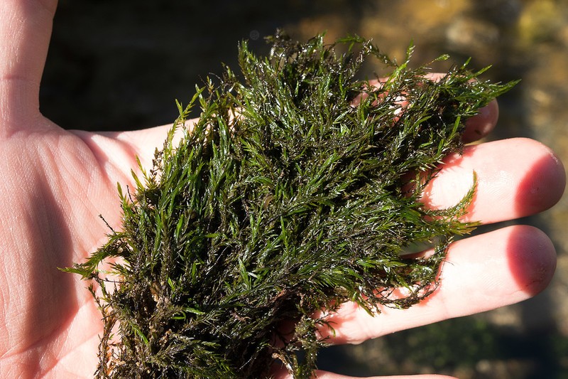 Antifever Fontinalis Moss photo 7