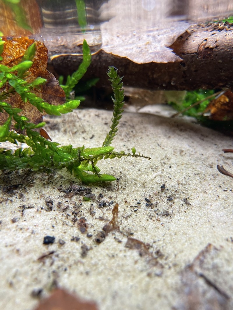 Antifever Fontinalis Moss photo 8