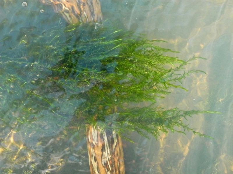 Fontinalis Moss