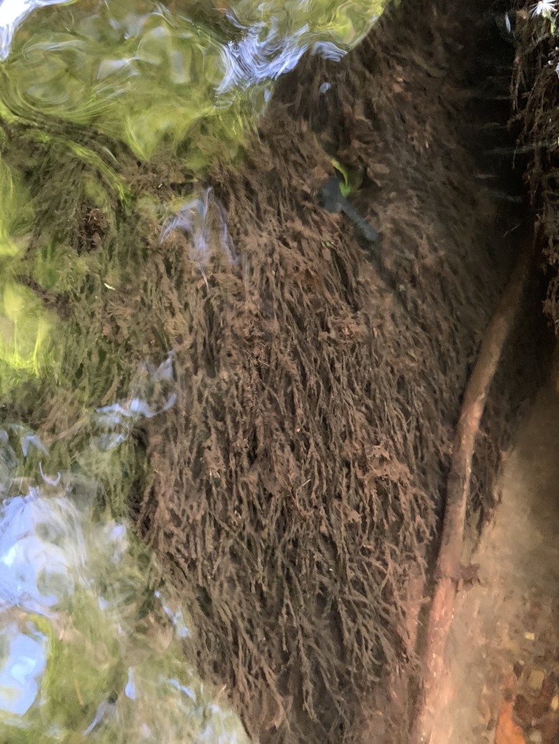 Fontinalis Moss photo 2