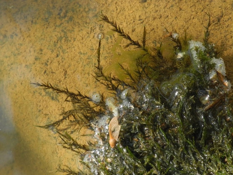 Fontinalis Moss photo 3