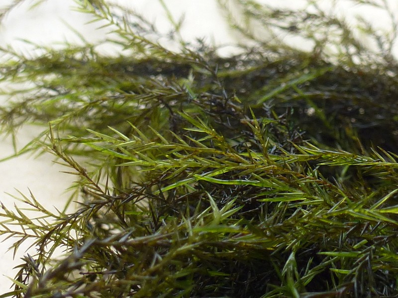 Fontinalis Moss photo 4