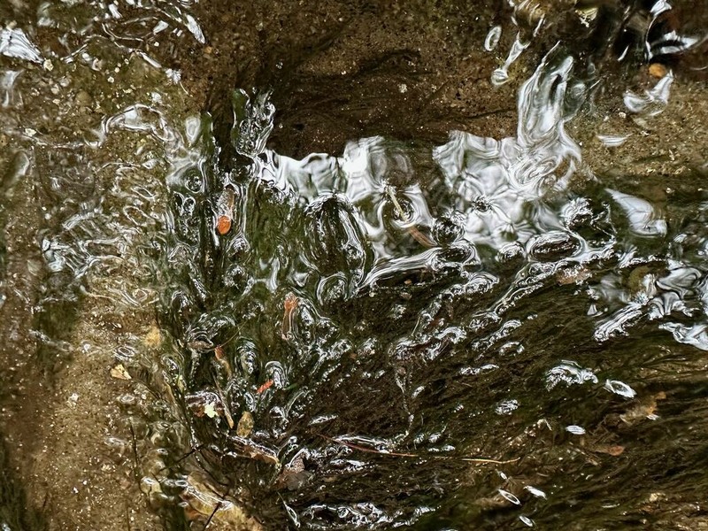 Fontinalis Moss photo 5