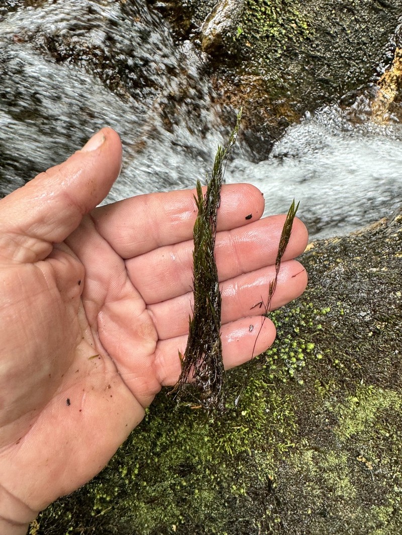 Fontinalis Moss photo 6
