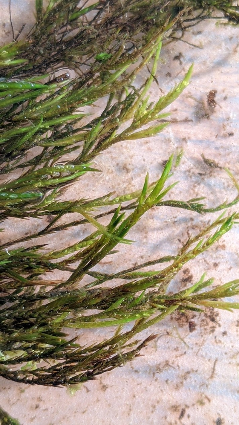 Fontinalis Moss photo 7