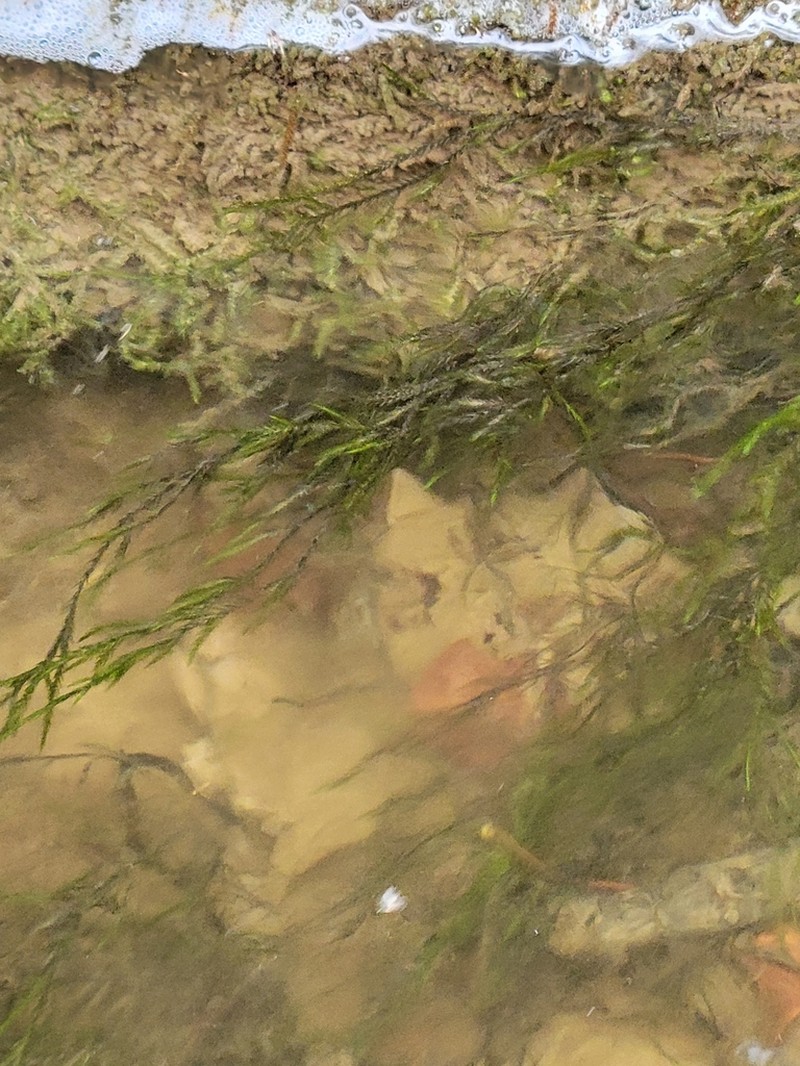 Fontinalis Moss photo 8
