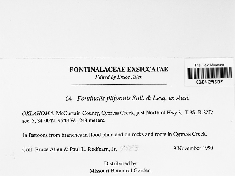 Fontinalis Moss photo 2