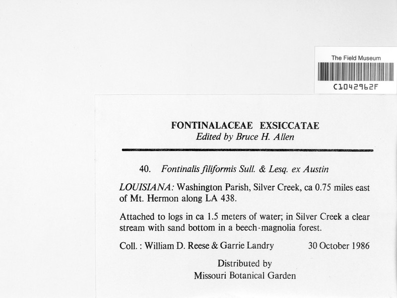 Fontinalis Moss photo 4