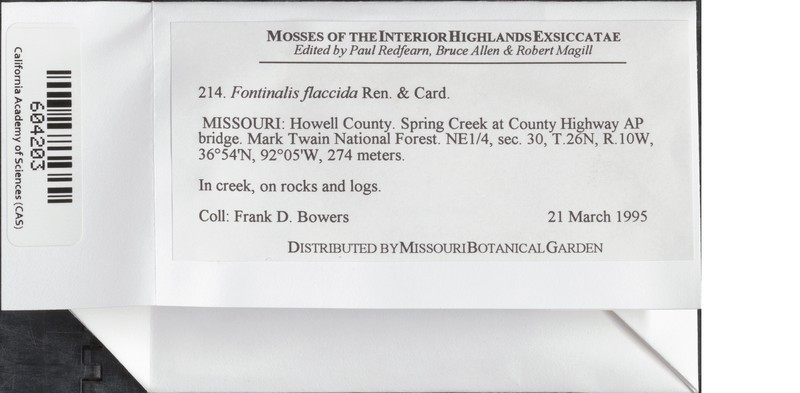 Flaccid Fontinalis Moss