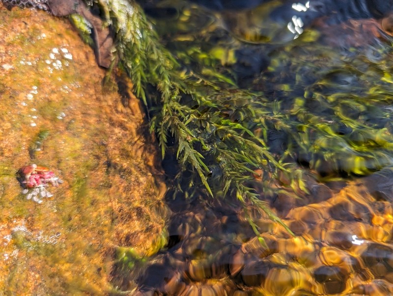 Fontinalis Moss