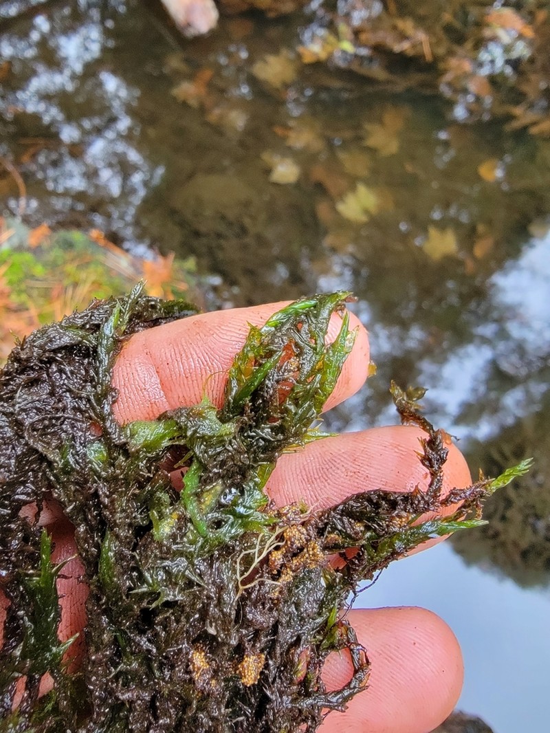 Fontinalis Moss photo 2
