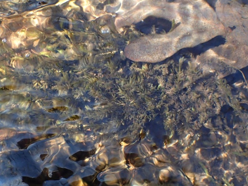 Fontinalis Moss photo 3