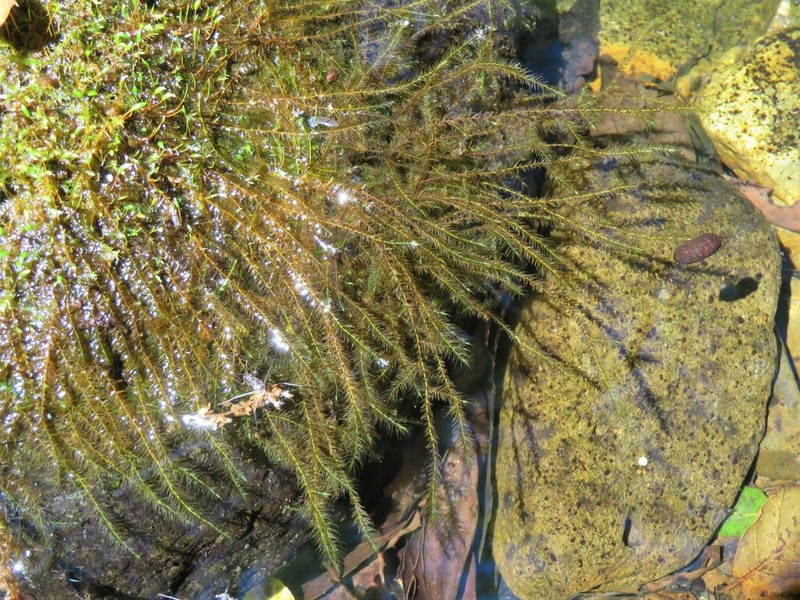 Fontinalis Moss photo 4