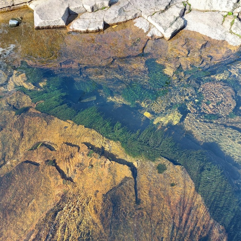 Fontinalis Moss photo 6