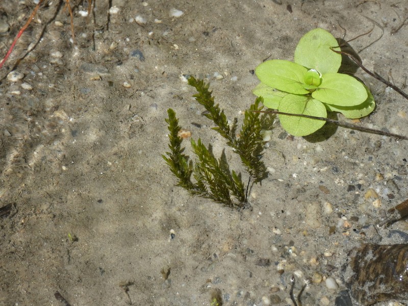 Fontinalis Moss photo 7