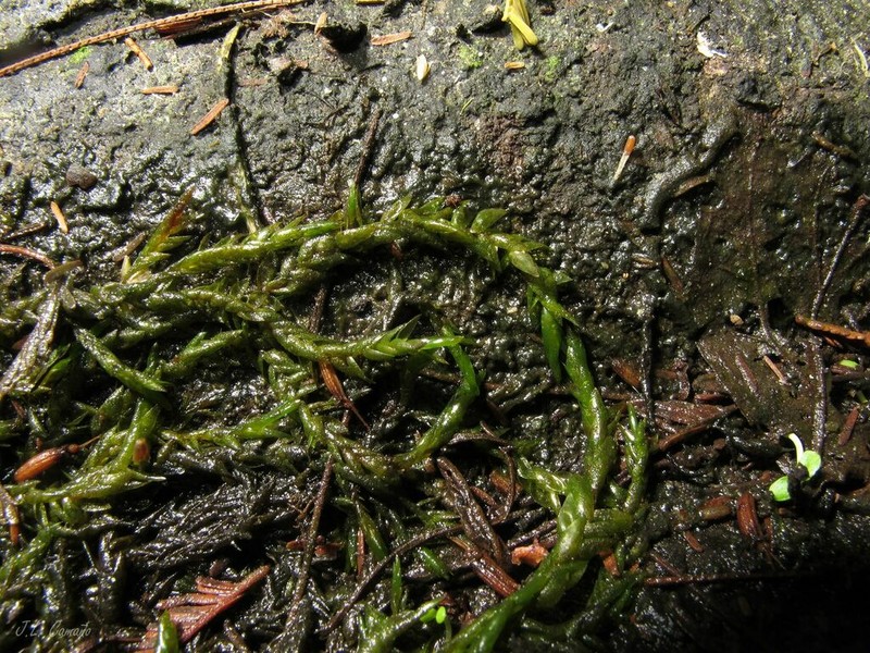 Fontinalis Moss photo 8