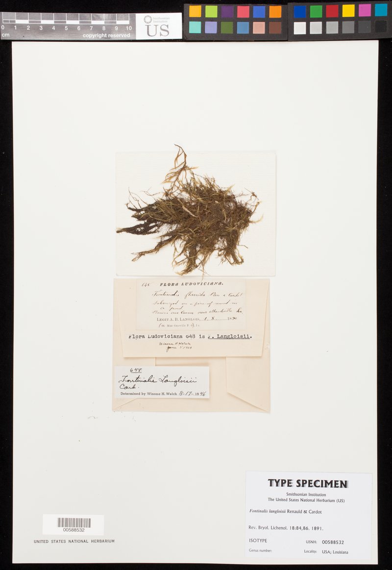 Langlois' Fontinalis Moss