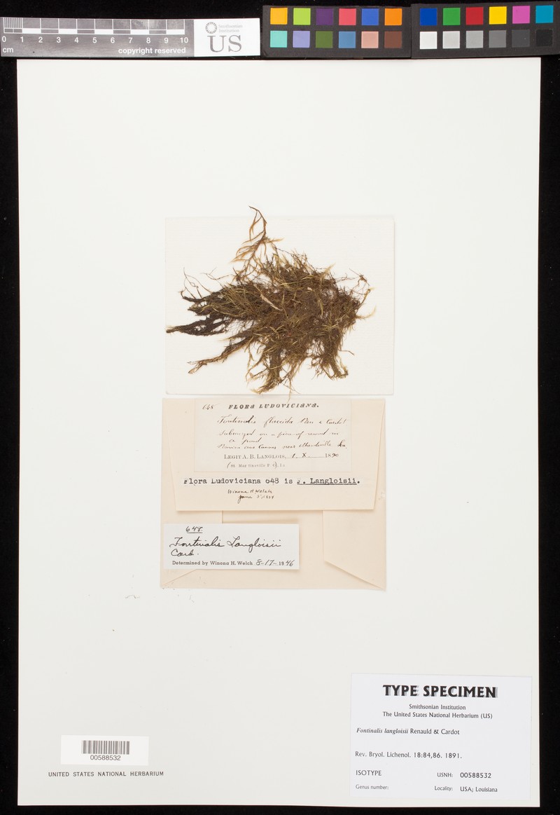 Langlois' Fontinalis Moss photo 2