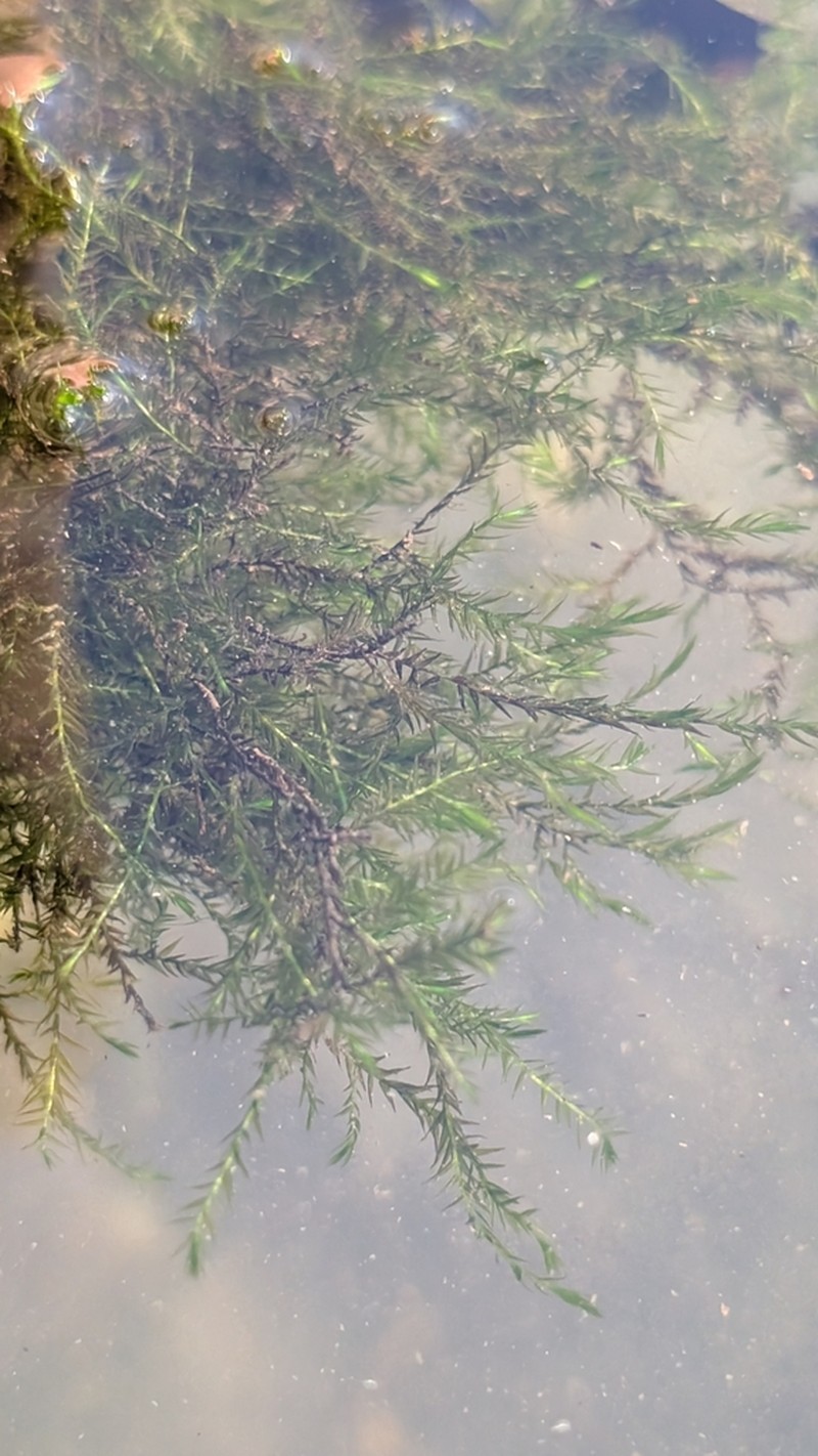 Missouri Fontinalis Moss