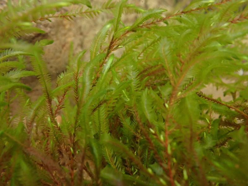 New Mexican Fontinalis Moss