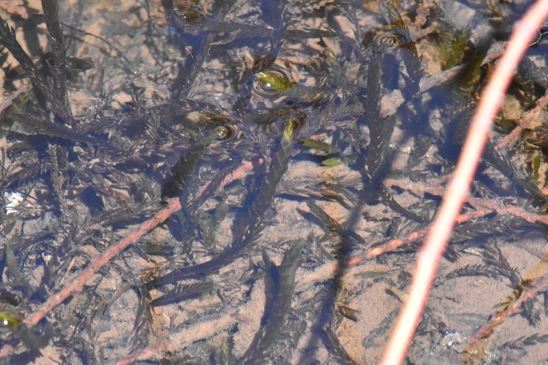 New Mexican Fontinalis Moss photo 2