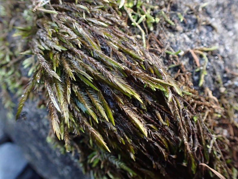 New Mexican Fontinalis Moss photo 3
