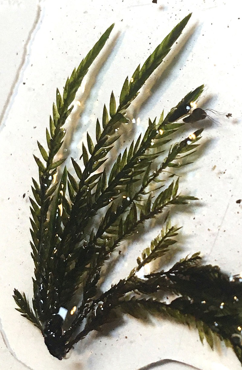 New Mexican Fontinalis Moss photo 4