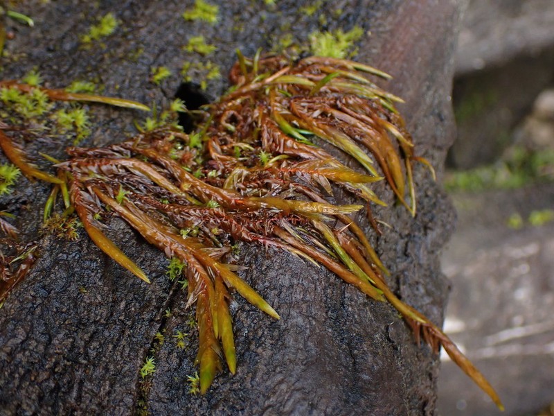 New Mexican Fontinalis Moss photo 5