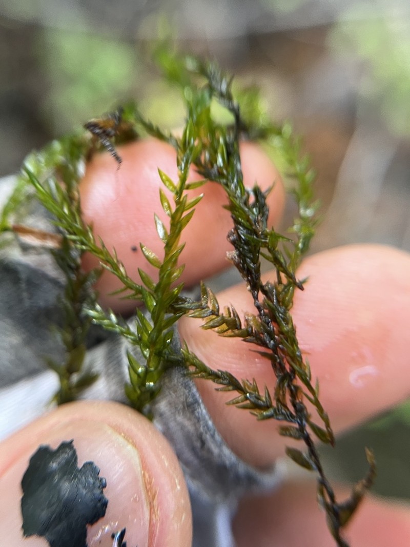 New Mexican Fontinalis Moss photo 6