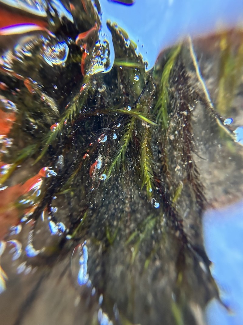New Mexican Fontinalis Moss photo 7