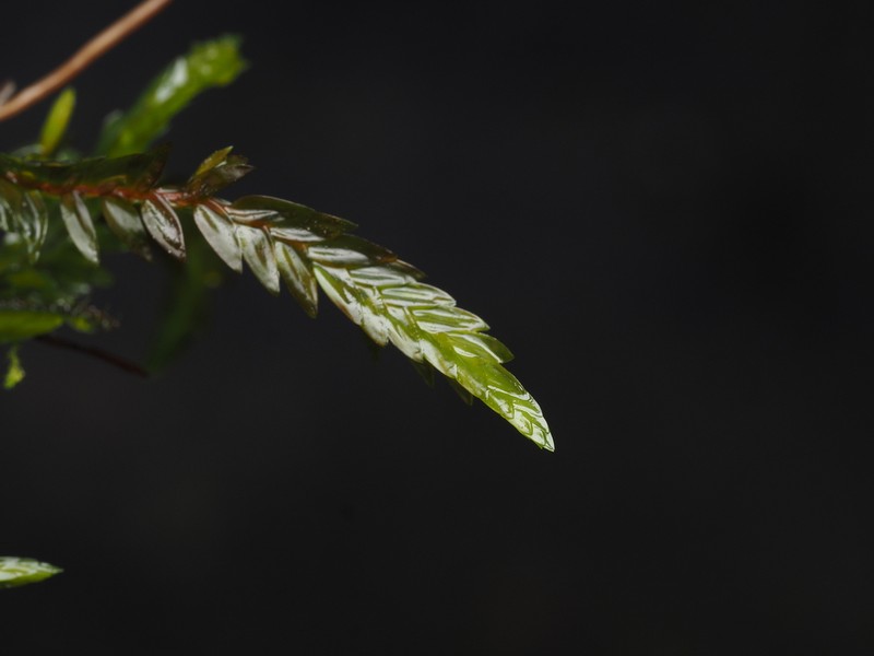 New Mexican Fontinalis Moss photo 8